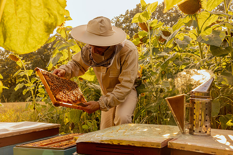 Beekeeper in action